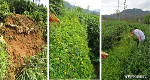 全球瞩目，这个超热门话题和茶产业发展息息相关——说茶大讲堂 土壤修复