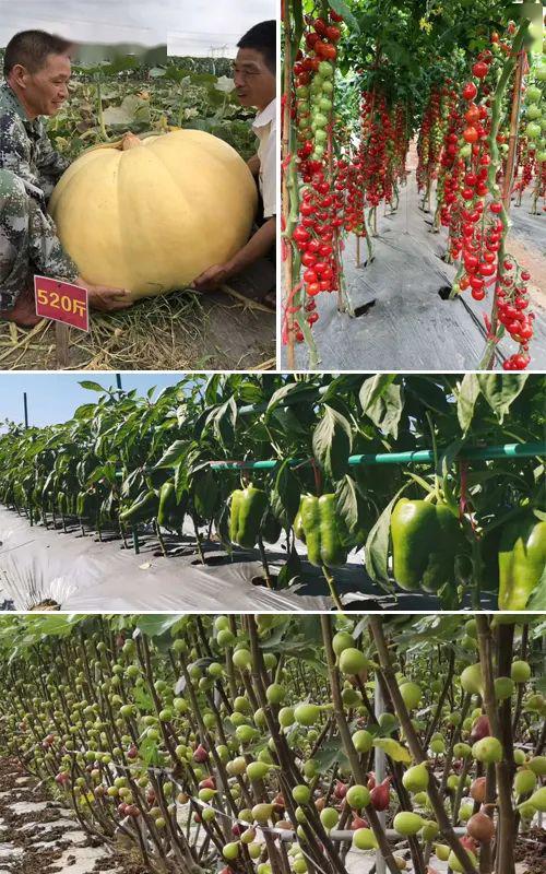 一瓶“能喝的有机肥”，四大功效解决农业种植烦恼