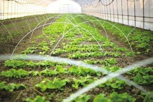 种出“放心菜” 先给土壤“调好身子”——谈过度施肥打药后的土壤修复