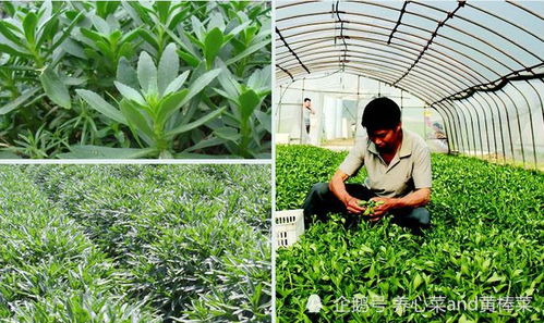 富碳高钙养心菜 土壤修复与低成本高产量的农业新模式